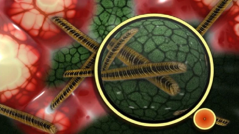 भारतमा कोरोना संक्रमण दर घट्दै, ‘ब्ल्याक फंगस’ तीब्र गतिमा फैलिदै