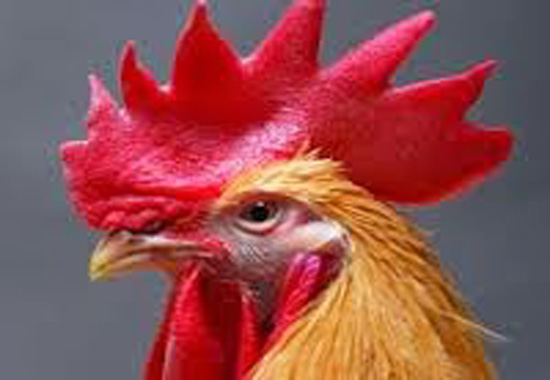 कोरोनाले सताइरहेका बेला कुखुराबाट सर्ने अर्को भाइरस भित्रियो