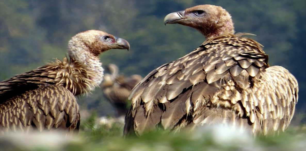 बराहको जटायु रेष्टुरेन्टमा आहारको अभावमा गिद्ध लोप हुँदै