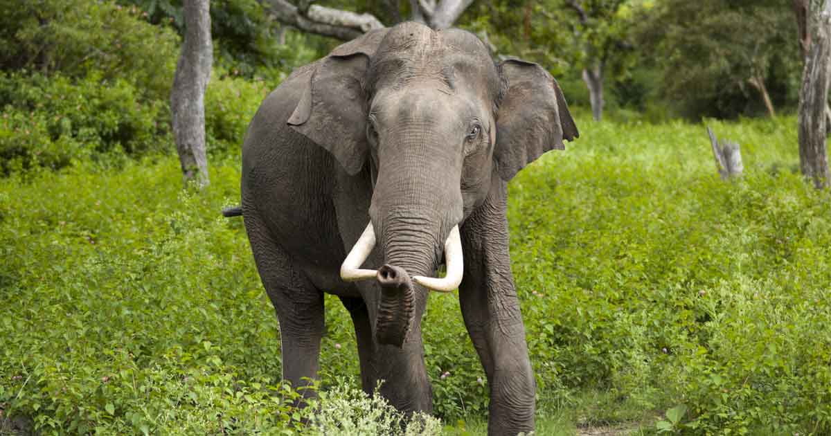 जंगली हात्तीको आक्रमणबाट सुनसरीका रामेखङ्गको मृत्यु