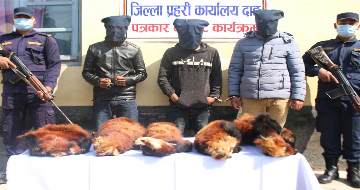 लोपउनमुख रेडपाण्डाको छालासहित तीन जना प्रहरी फन्दामा