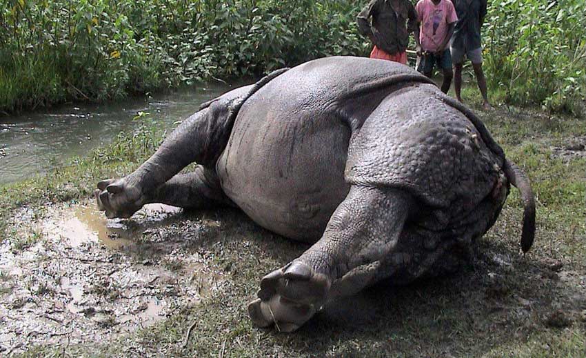 चितवनको गैंडा भारतमा मृत फेला,खाग र खुर यस्तो अवस्थामा