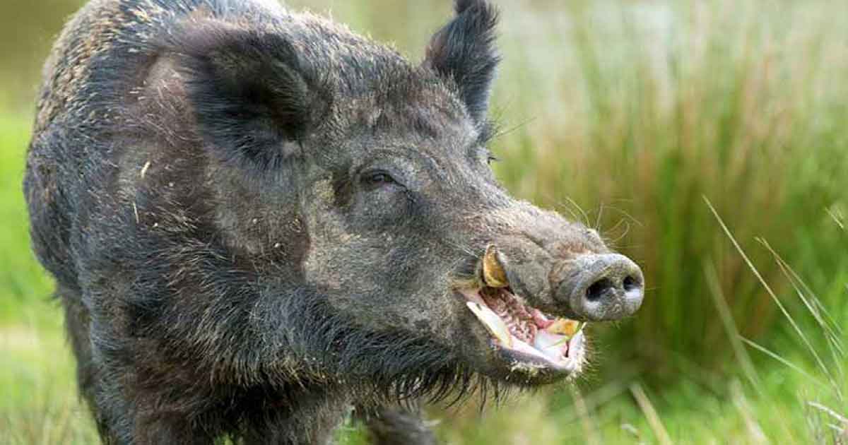 बँदेलको आक्रमणबाट एक जनाको मृत्यु