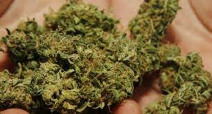 मोरङमा बेवारिसे अवस्थामा गाँजा बरामद