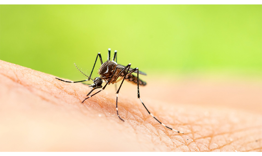 कोशि प्रदेशका ११ जिल्लामा फैलियो डेङ्गु संक्रमण