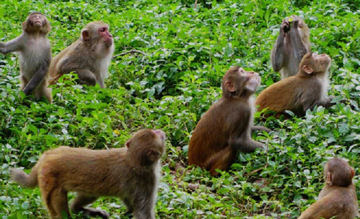 बाँदर आतङ्कले हिउँदे बाली लगाउँदैनन् किसान