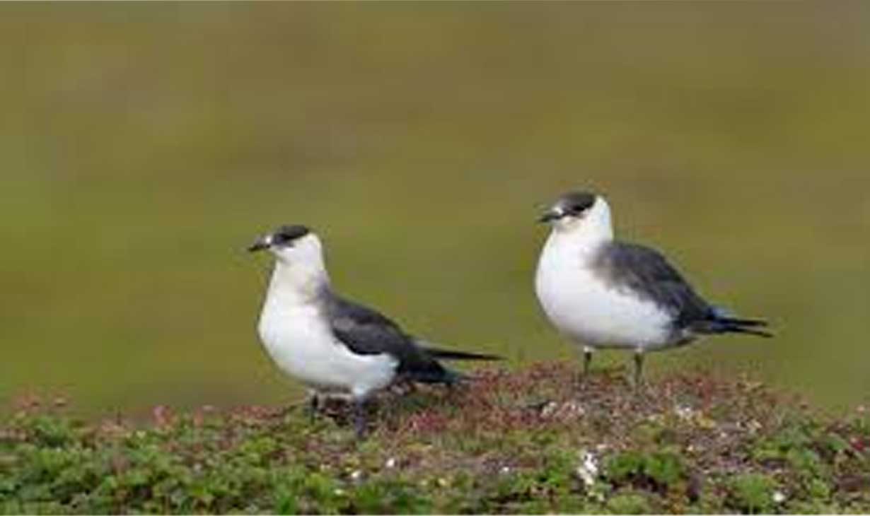 कोशीटप्पुमा चराको संख्या घटेको संरक्षण कोष कोशीकाे तथ्याङ्क