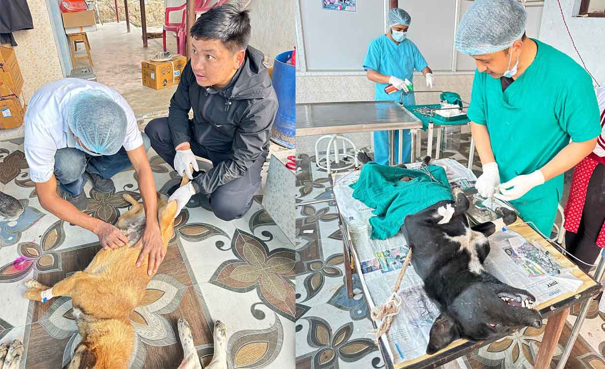 धनकुटामा ७५ वटा कुकुरको बन्ध्याकरण