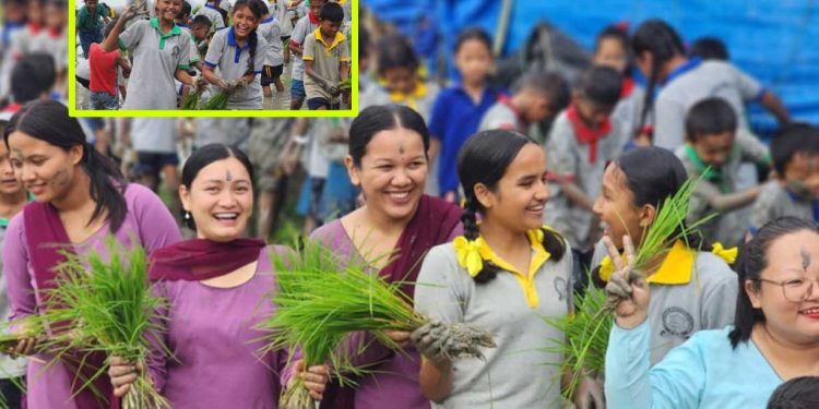 लिटल पिस हेभनका विद्यार्थीले मनाए राष्ट्रिय धान दिवस