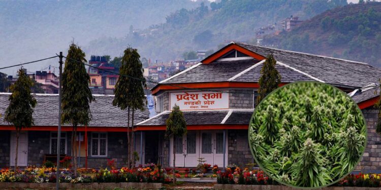 गाँजा खेती नियमन विधेयक समितिमा प्रवेश