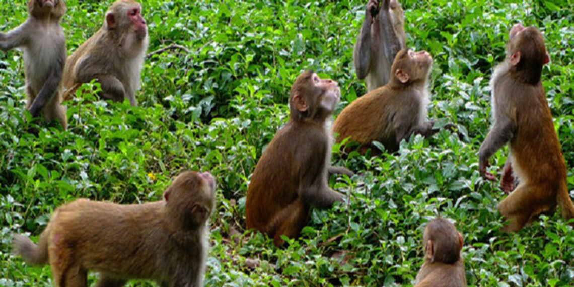 म्याङ्लुङ–४ पिप्ले मा बाँदर आतंक, स्थानीयवासी कृषक मारमा, स्थानीय सरकार मौन