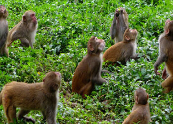 म्याङ्लुङ–४ पिप्ले मा बाँदर आतंक, स्थानीयवासी कृषक मारमा, स्थानीय सरकार मौन