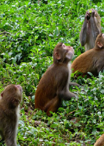 म्याङ्लुङ–४ पिप्ले मा बाँदर आतंक, स्थानीयवासी कृषक मारमा, स्थानीय सरकार मौन